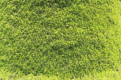 《星空》机器人瓦斯科介绍 最可爱的船友